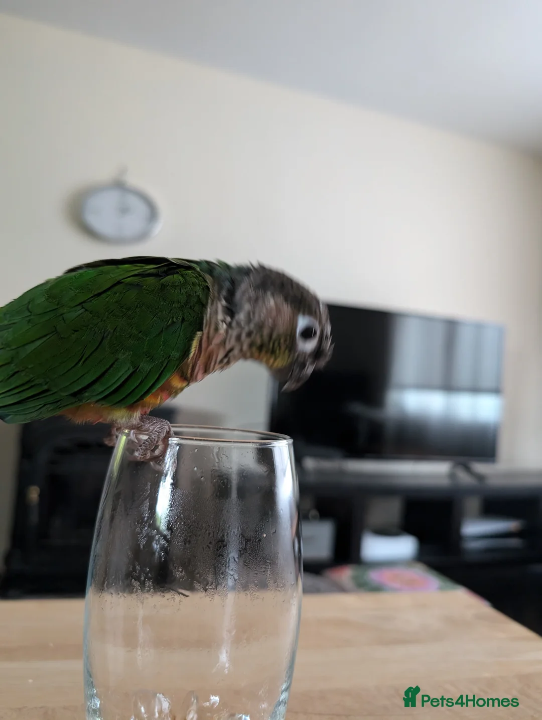 Conures birds for sale: Green Cheek Conure + cage, food and toys  - Advert 3