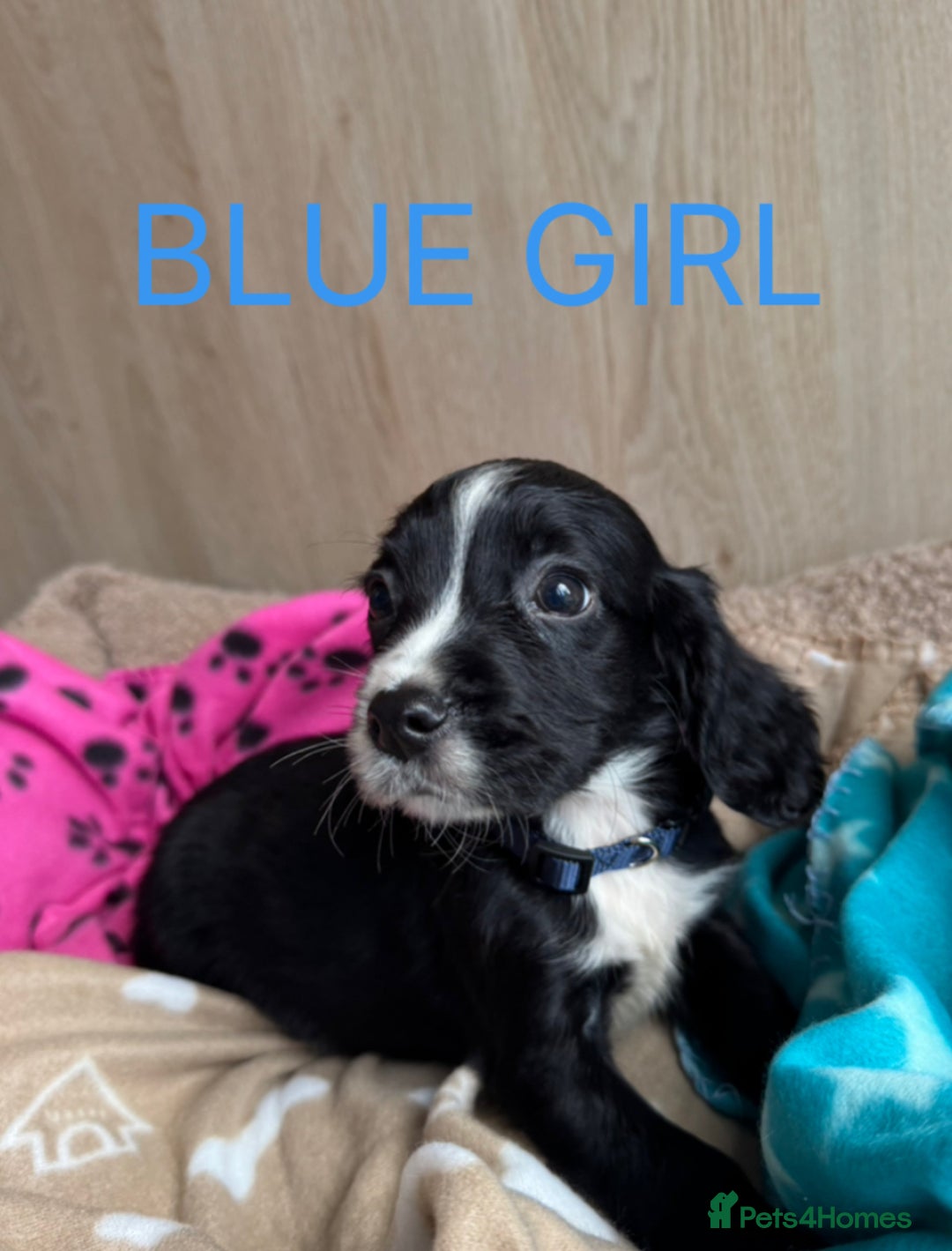 Cocker Spaniel dogs for sale: 5 beautiful kc working cocker spaniels  - Image 2