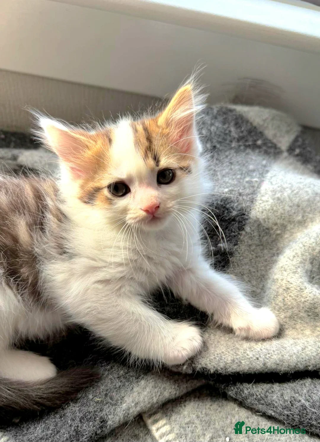Ragdoll cats for sale: Beautigul anf Fluffy Ragdoll Cross kittens - Advert 2
