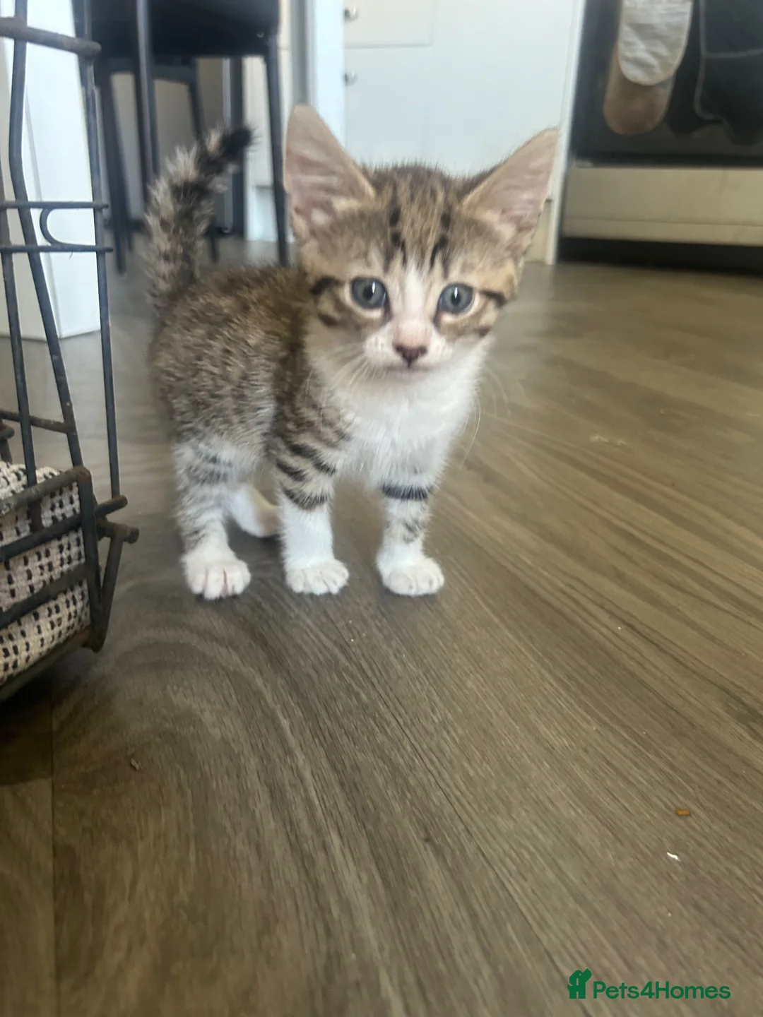 Norwegian Forest Cat cats for sale: Last female Norwegian Forrest  - Advert 5