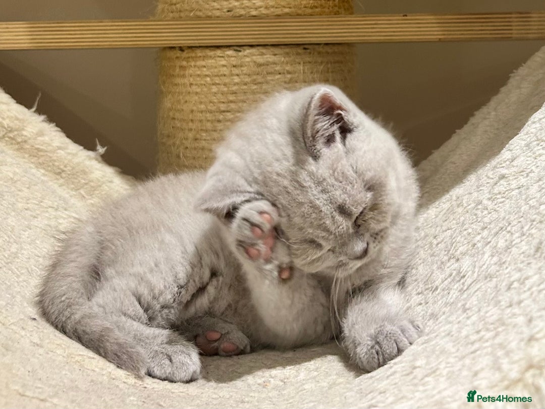 British Shorthair cats for sale: Tica registered British Shorthair Kittens - Image 11