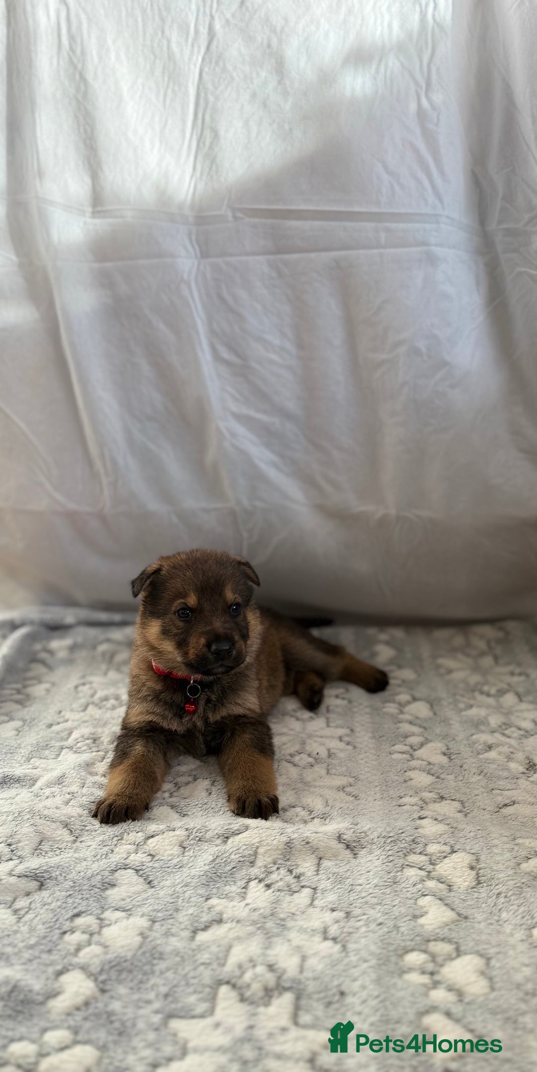 German Shepherd dogs for sale: KC Registered & Bred From Health Tested Parents  - Advert 39