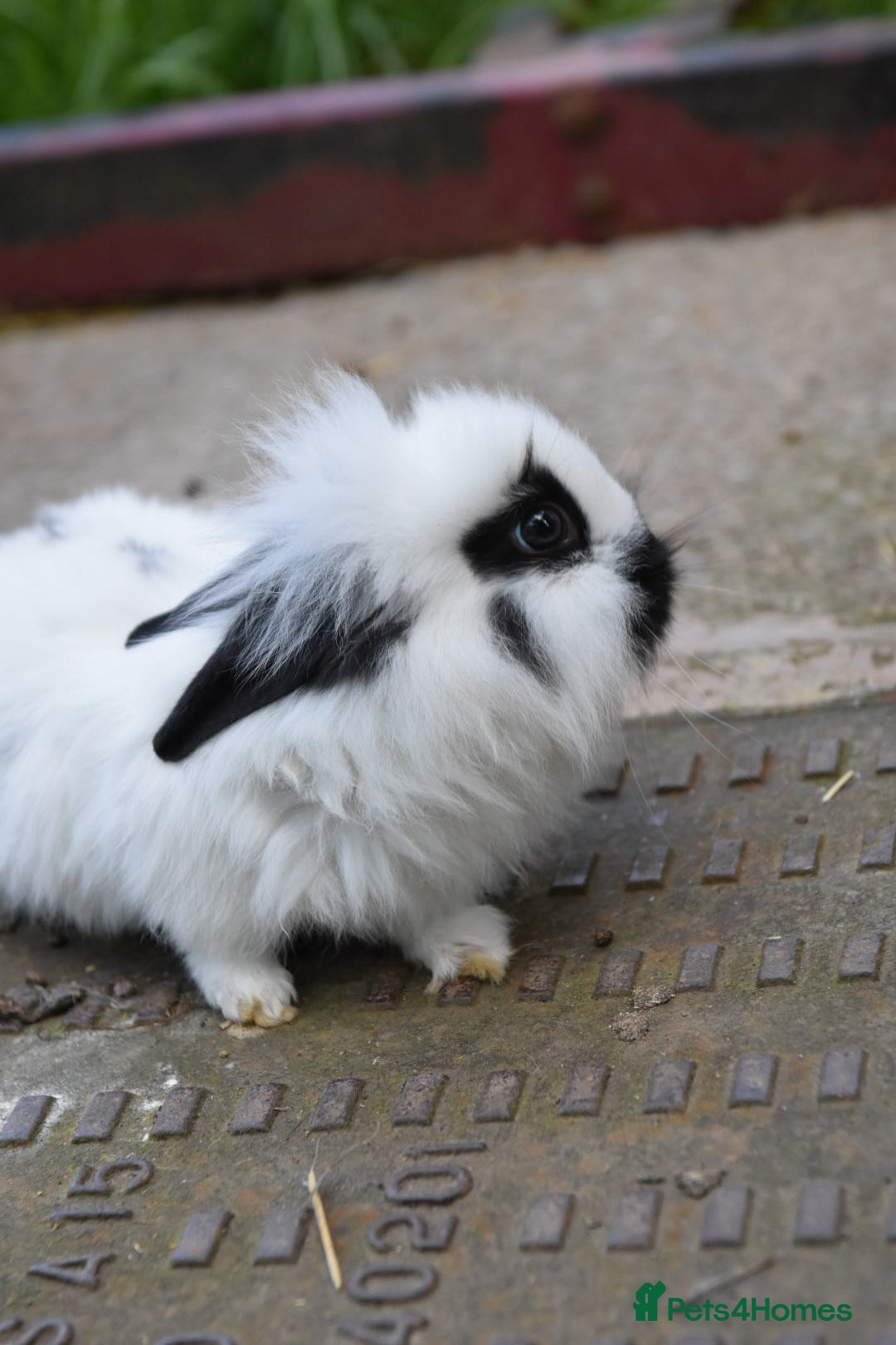 Lionhead rabbits Baby Lionhead x English Male Looking For New Home - Advert 1