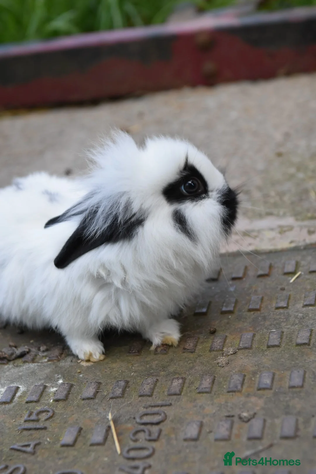 Lionhead rabbits for sale: Lionhead x English Male Looking For New Home - Advert 1