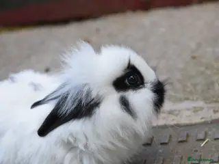 Lionhead rabbits Baby Lionhead x English Male Looking For New Home - Advert 14