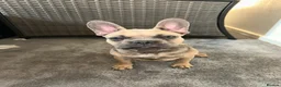 French Bulldog dogs for sale: French Bulldog  - Advert 10
