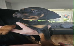 Mixed Breed dogs for sale: Rottweiler x American Staffy Puppies - Image 9
