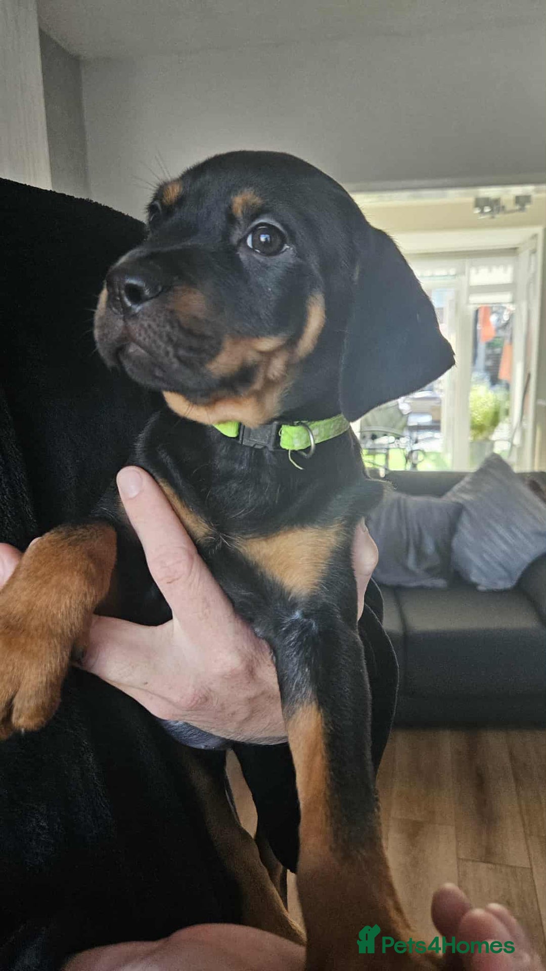 Mixed Breed dogs for sale: Rottweiler x American Staffy Puppies - Image 9