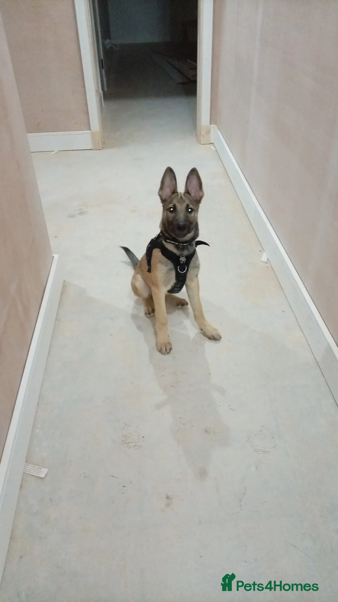 Saarloos Wolfdog dogs for sale: Lupo italiano - Advert 2