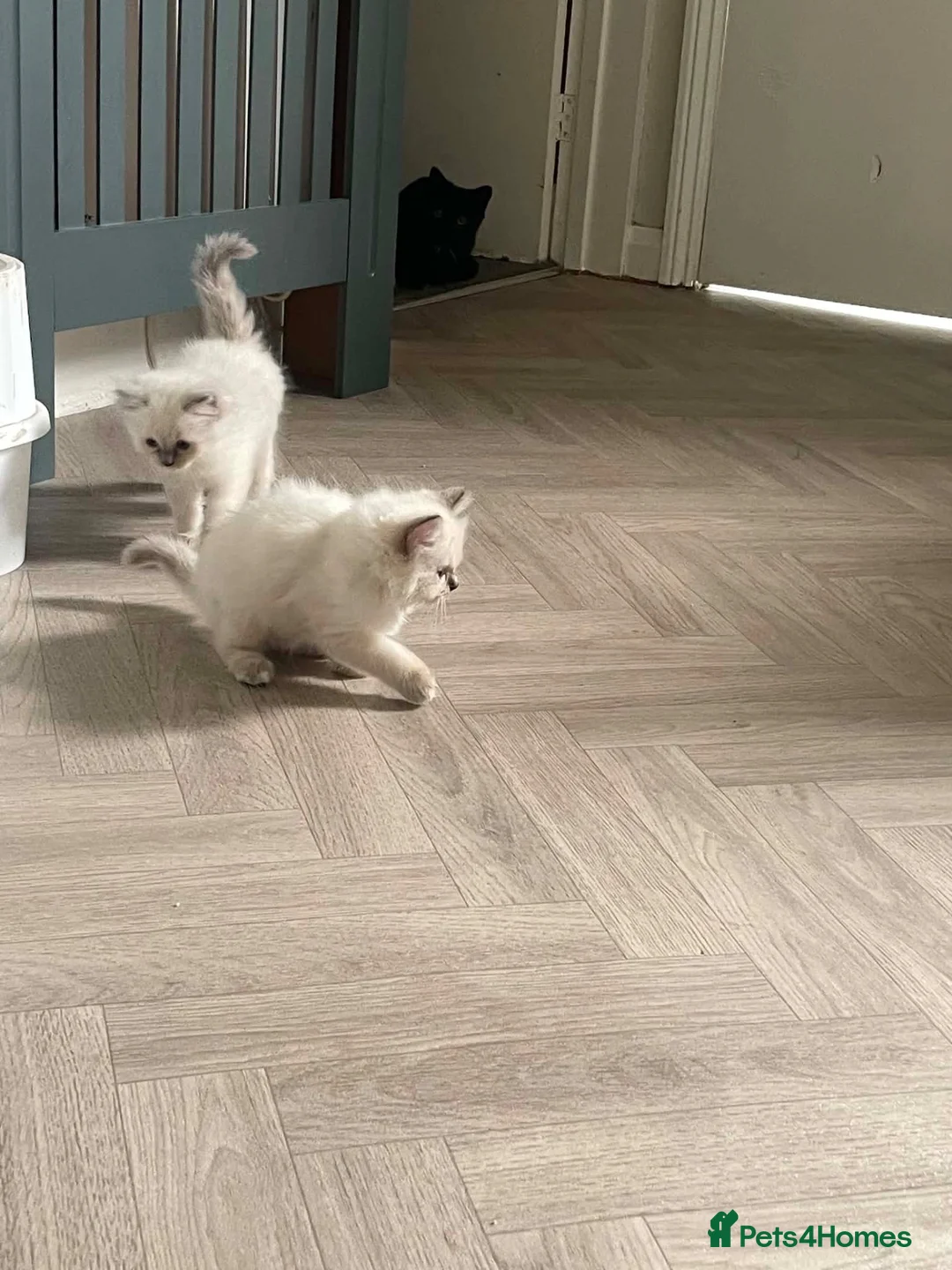 Ragdoll cats for sale: Ragdoll kittens  - Advert 4