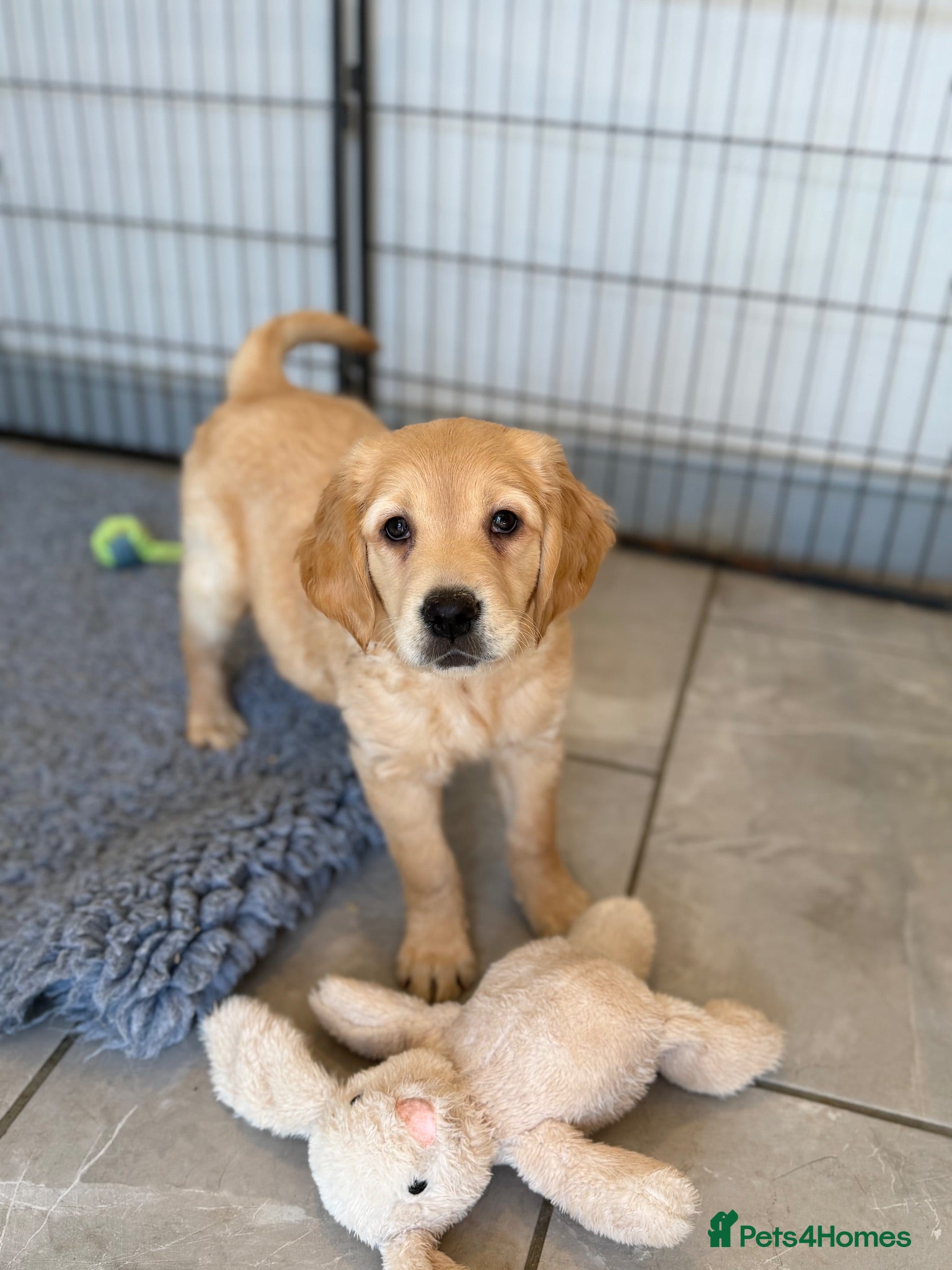 Golden Retriever dogs 1 Beautiful KC Golden Retriever girl - Advert 1