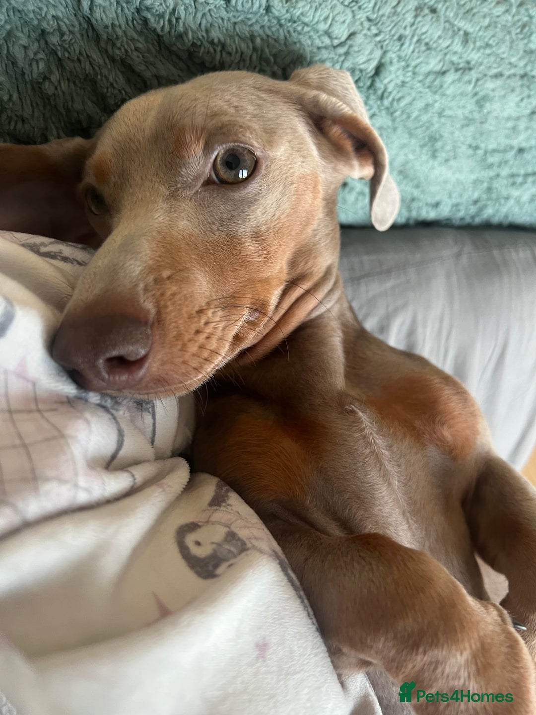 Miniature Dachshund dogs for sale: 9 month, KC registered miniature dachshund  - Advert 2