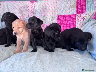 Labrador Retriever dogs Only 2 left! Labrador pups, ready 1st April - Advert 3