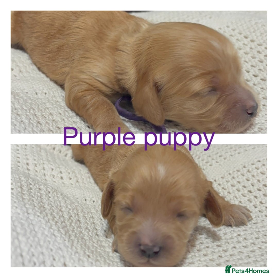 Cavapoo dogs for sale: Gorgeous F1 Cavapoo puppies. Health tested parents - Advert 32