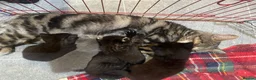 British Shorthair cats for sale: Five Gorgeous Kittens Looking for Forever Homes 🐾 in Peterhead - Advert 2