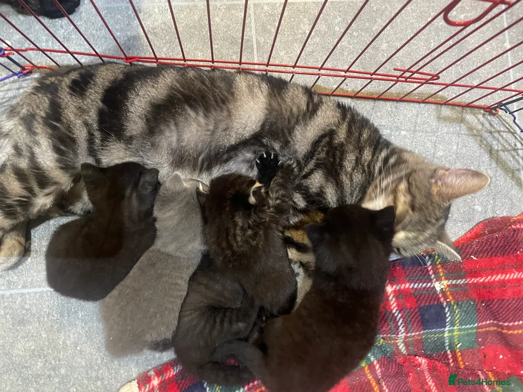 British Shorthair cats for sale: Five Gorgeous Kittens Looking for Forever Homes 🐾 in Peterhead - Advert 2