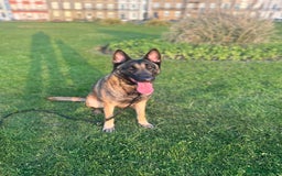 Belgian Shepherd Dog dogs for sale: Female Belgian Malinois  - Image 2