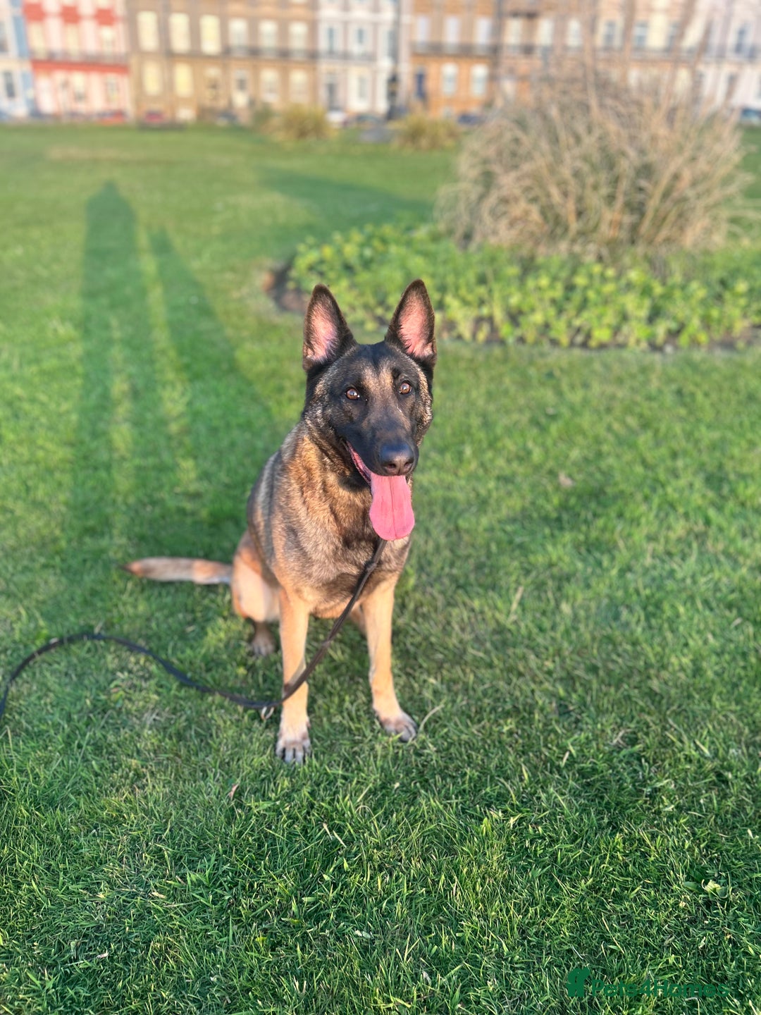 Belgian Shepherd Dog dogs for sale: Female Belgian Malinois  - Image 2