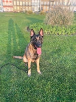 Belgian Shepherd Dog dogs - Advert 5