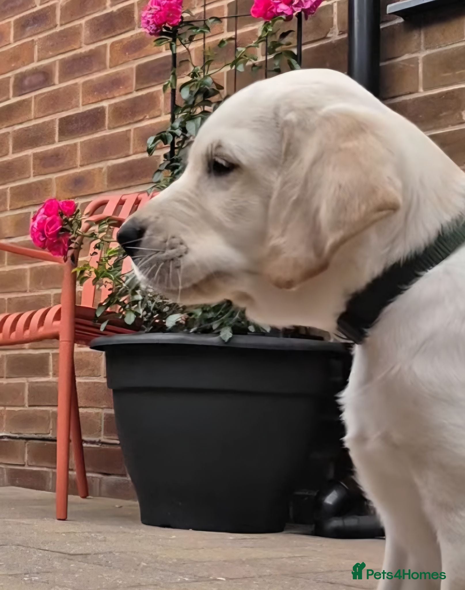 Goldador dogs Oakley - Male Goldador rehome due to bereavement - Advert 9