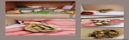 Quail poultry for sale: Coturnix Quail - Advert 2