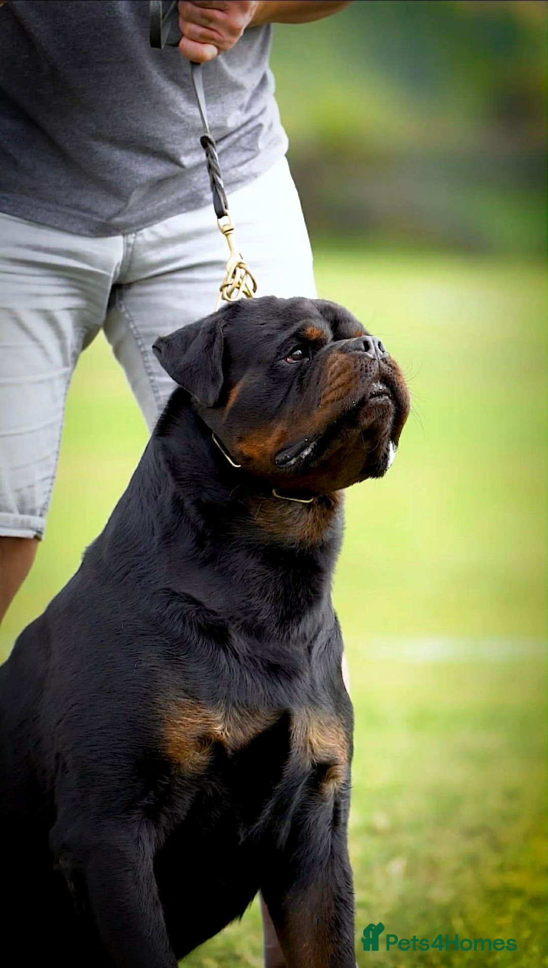 Rottweiler dogs for sale: Top quality kc pups for sale timitor X edelstein - Advert 20