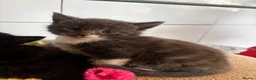 Mixed Breed cats for sale: Kitten ready for there forever home  - Advert 5