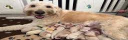 Double Doodle dogs for sale: Double Doodle puppies due August 2026 - Advert 15