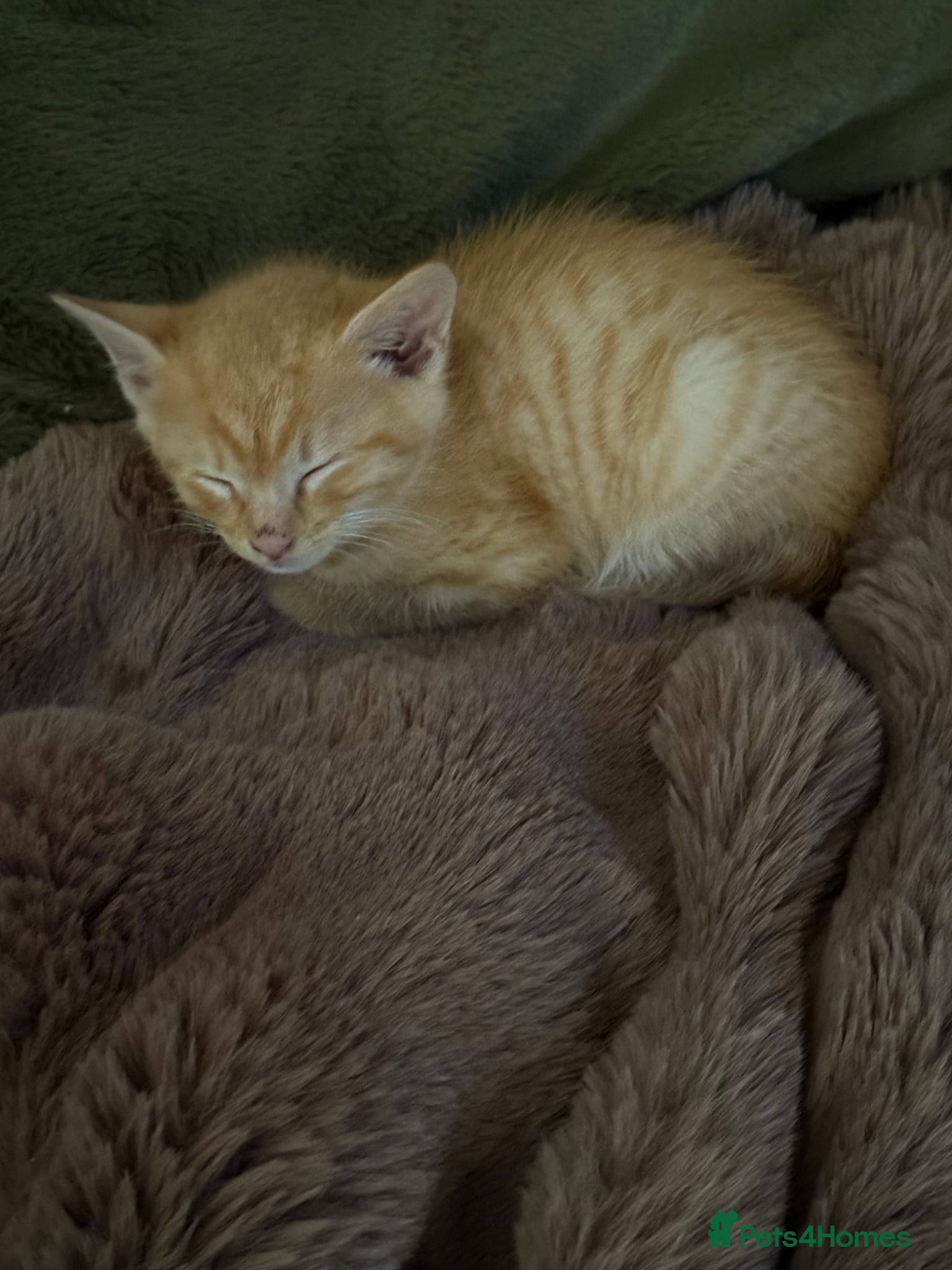 Mixed Breed cats Kittens £60 -£170 Manchester  - Advert 1