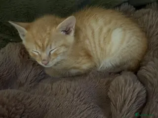 Mixed Breed cats Kittens £60 -£170 Manchester - Advert 1
