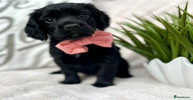 Cocker Spaniel dogs - Advert 15