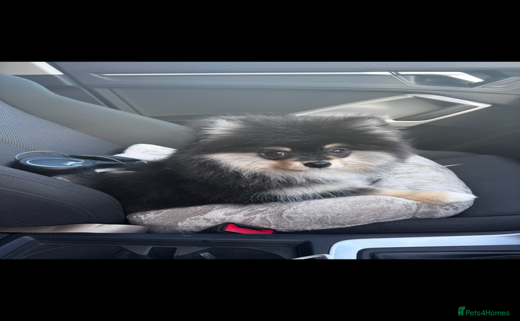 Pomeranian dogs - Advert 10