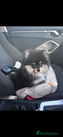Pomeranian dogs - Advert 1