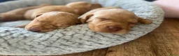 Hungarian Vizsla dogs for sale: Crufts Best in Show & Elite working Bloodlines - Advert 19