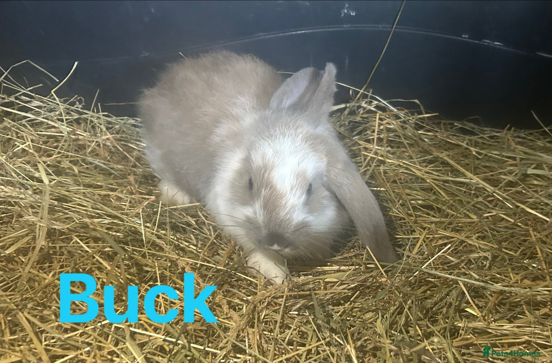 French Lop rabbits for sale: French Lop x Angora Kits READY NOW in Doncaster - Image 3