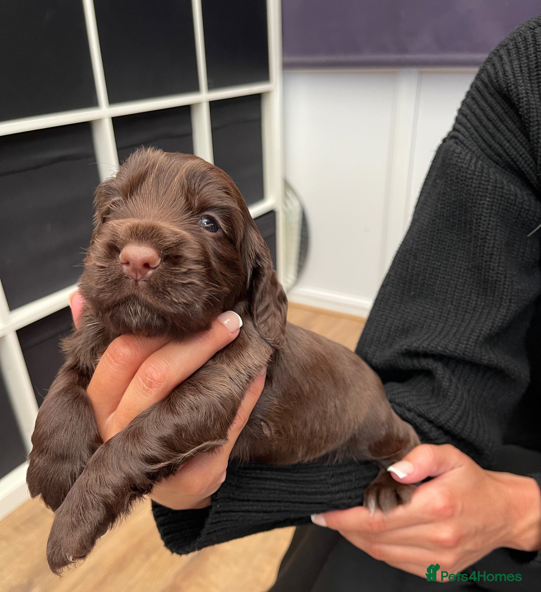 Cocker Spaniel dogs stunning show cocker/ working cocker - Advert 1