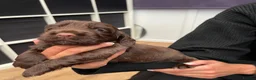 Cocker Spaniel dogs for sale: stunning show cocker/ working cocker - Advert 14