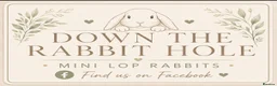 Mini Lop rabbits for sale: Amazing mini lop babies  - Advert 3