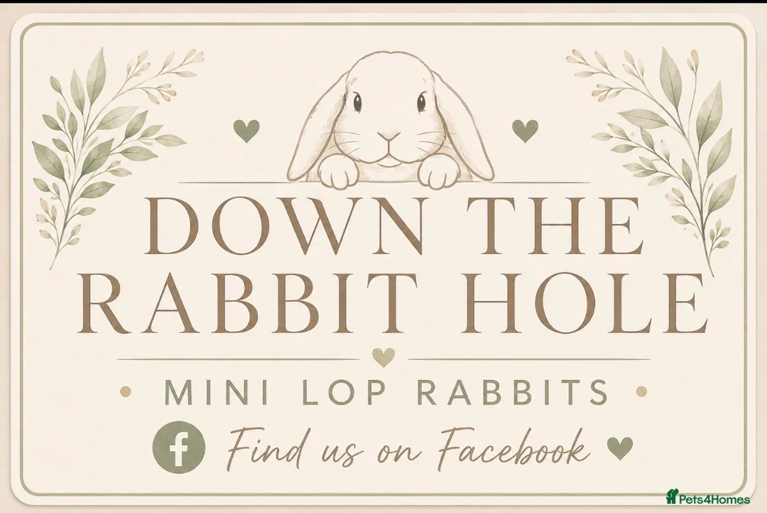 Mini Lop rabbits for sale: Amazing mini lop babies  - Advert 3