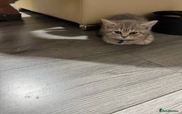 British Shorthair cats for sale: BSH Kitten Bean - Image 24