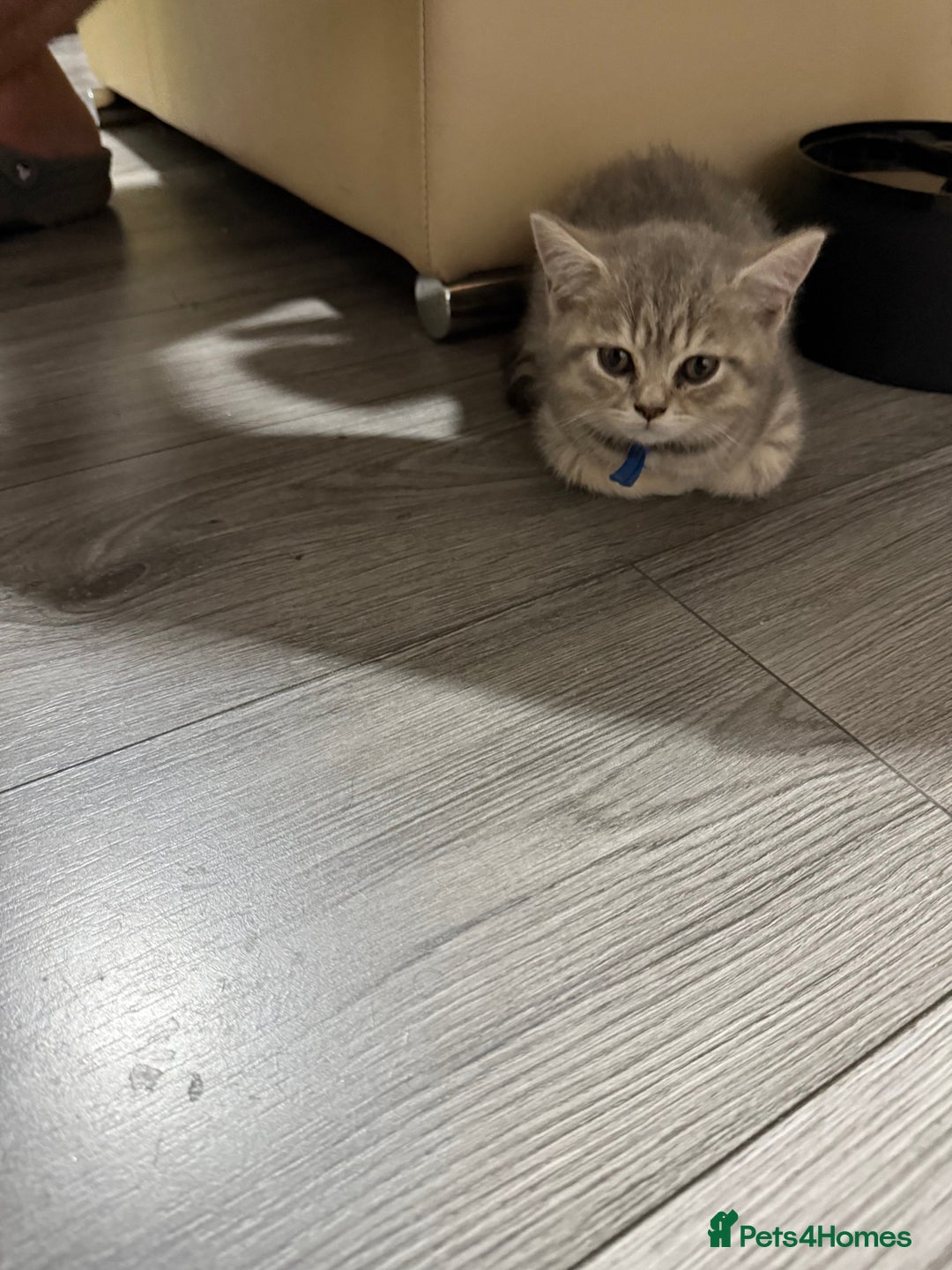 British Shorthair cats for sale: BSH Kitten Bean - Image 24