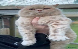 British Shorthair cats for sale: Gorgeous female bsh 🩷 - Image 3