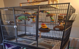 Conures birds for sale: Pineapple Conures - Image 4