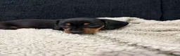 Miniature Dachshund dogs for sale: Miniature Dachshund Puppies - Advert 15