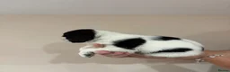 English Springer Spaniel dogs for sale:  KC registered English springer spaniel puppies - Advert 32