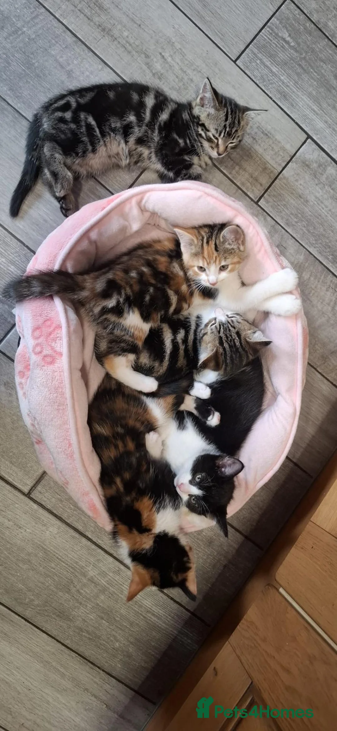 Mixed Breed cats for sale: 5 Beautiful Mix Breed Little Kittens For Sale in Hereford - Advert 2