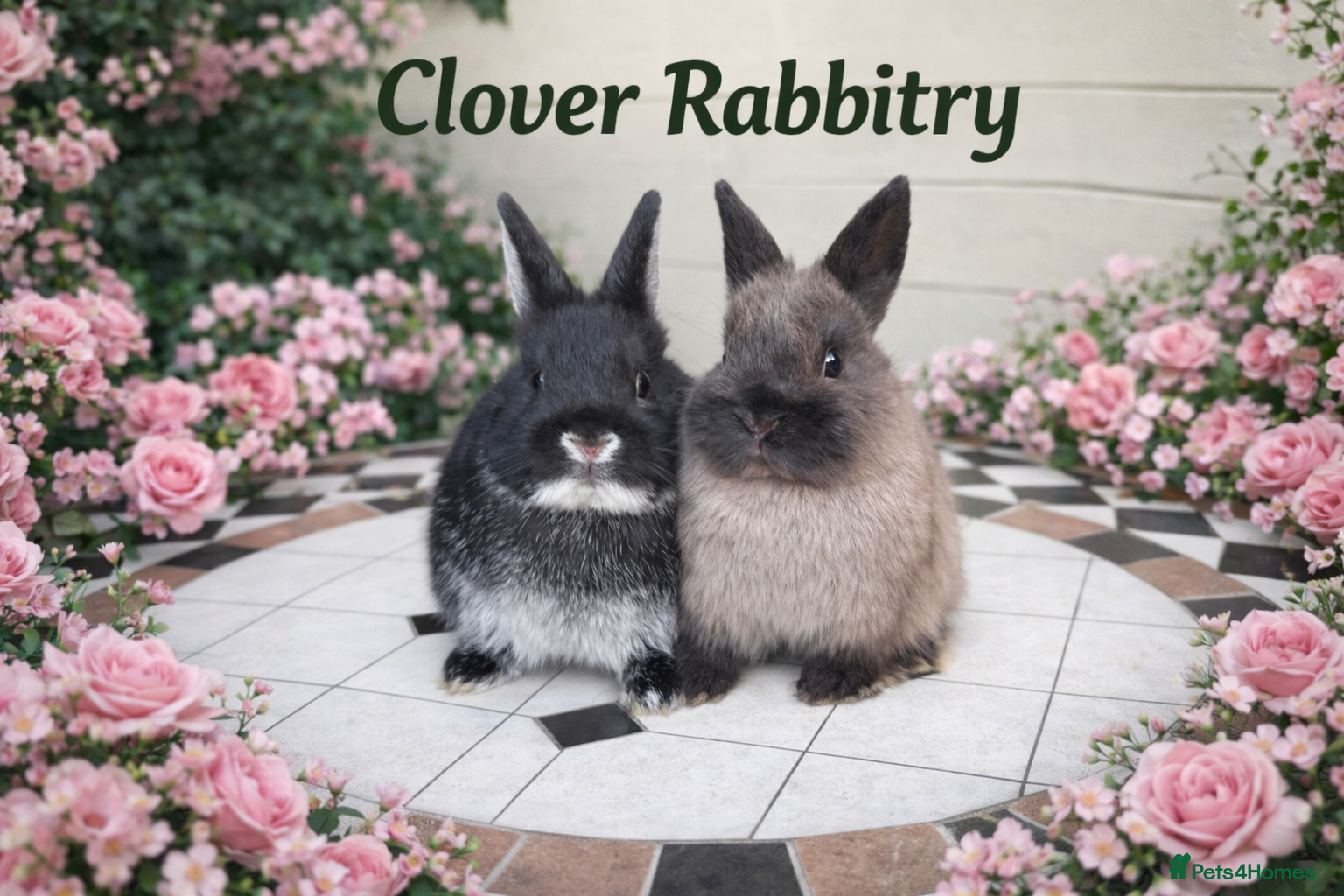 Netherland Dwarf rabbits Pedigree Neverland boys left  - Advert 5