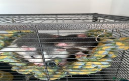 Rat rodents for sale: 2 female rats willow and flash  - Image 2