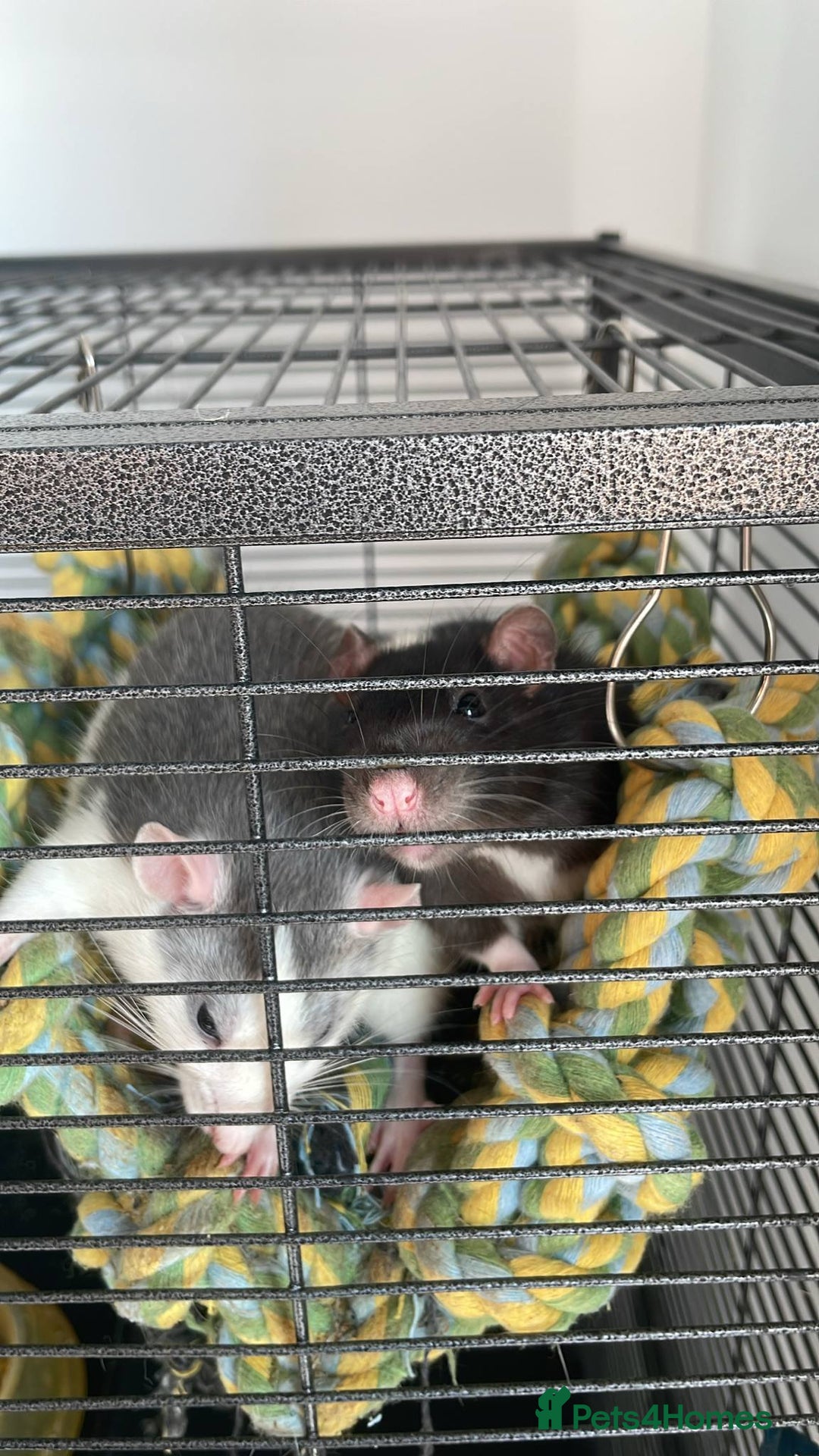 Rat rodents for sale: 2 female rats willow and flash  - Image 2