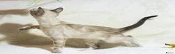 Bengal cats for sale: Ready to Leave – TICA Registered Snow Bengal Girl - Advert 13